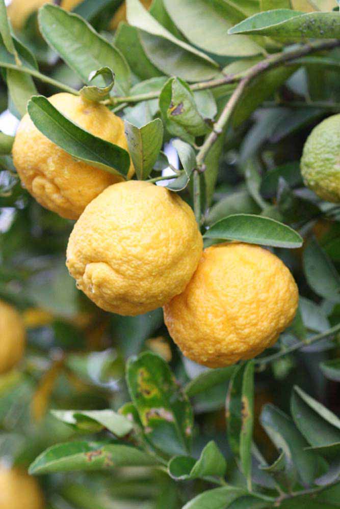            Fruit (Gomiri, Riverside, CA)   